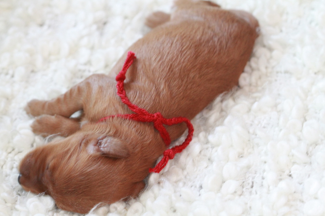 Red Goldendoodle Puppy Breeder NY