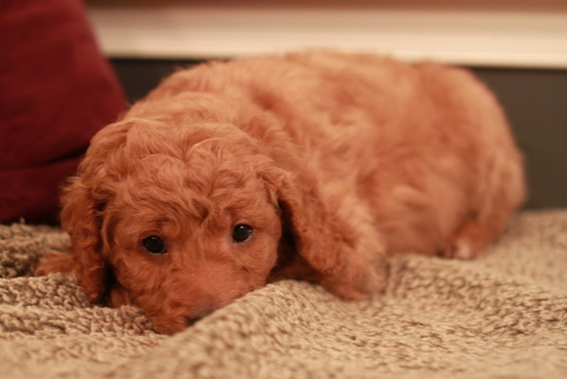 Red Goldendoodle puppies for sale