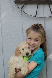 Goldendoodle puppy NY