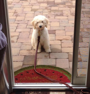 Goldendoodle puppy learning leash manners