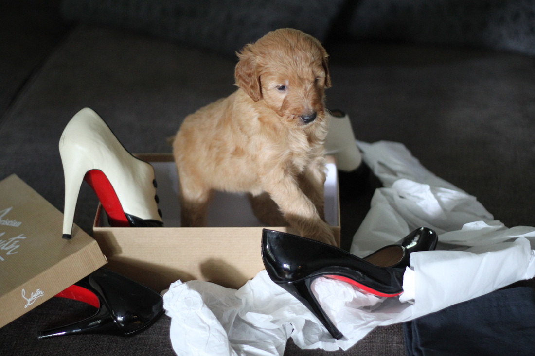 Red Goldendoodle puppies for sale