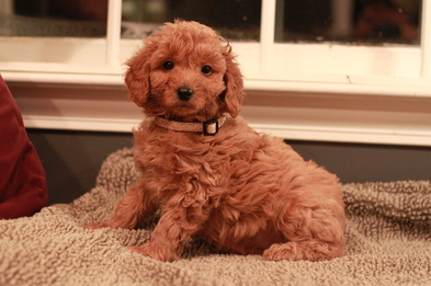River Valley goldendoodle puppy NY