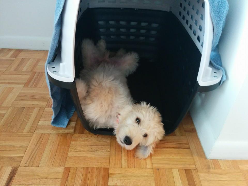 Goldendoodle puppy dog crate training, Cambpell