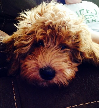 Red Goldendoodle Puppy breeder NY
