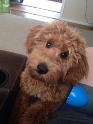 Red Goldendoodle Puppy