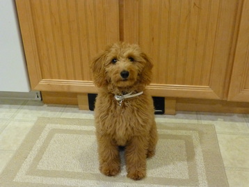 River Valley goldendoodle puppy NY