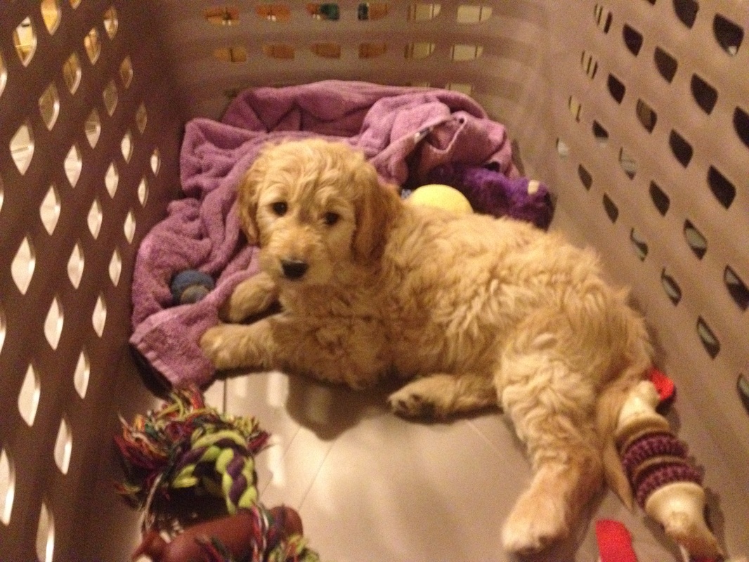 Einstein (from Jada '13) in his crate at 8 weeks