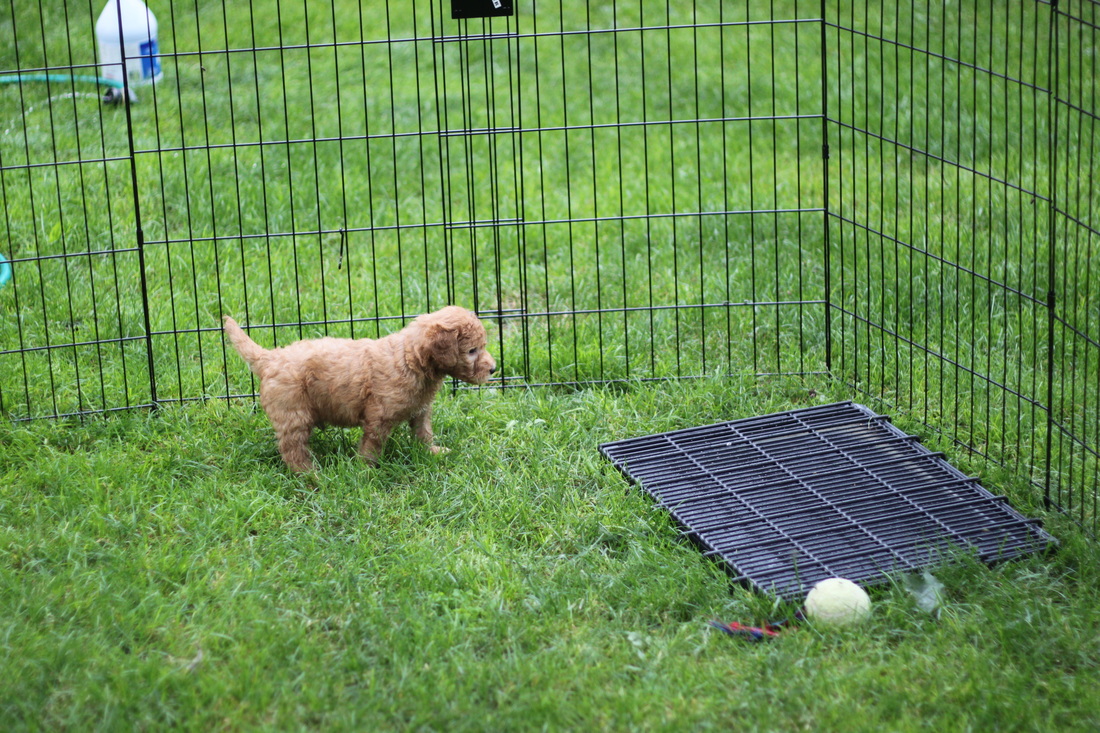 Potty Training your Goldendoodle Puppy Tips Goldendoodle