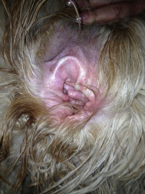 Goldendoodle Dog Ear Infection