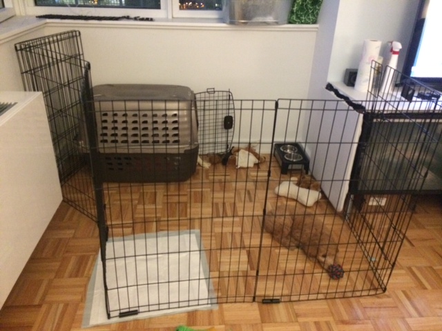 Puppy exercise pen in NYC apartment