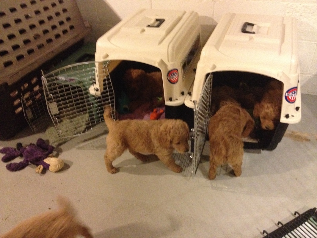 puppy crate training with goldendoodles