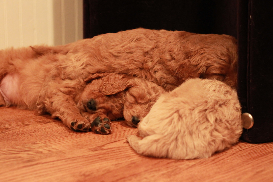 River Valley Goldendoodles NY