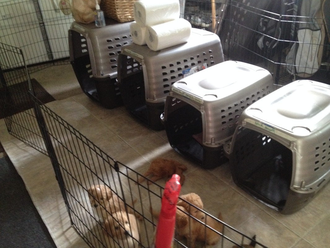 dog crate training how to