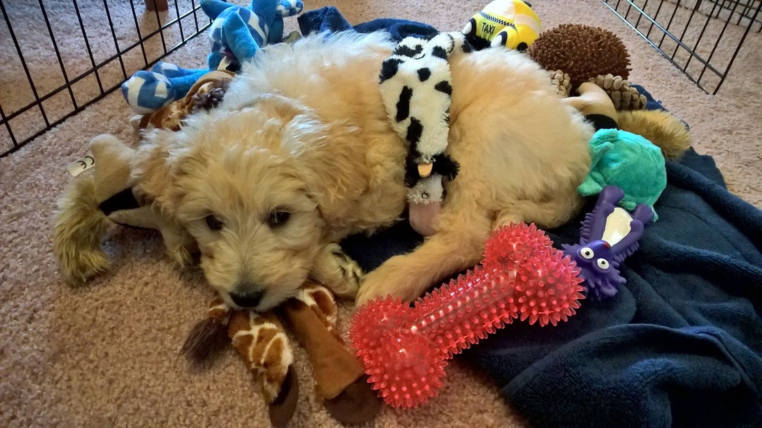 Goldendoodle Puppy Crate Training