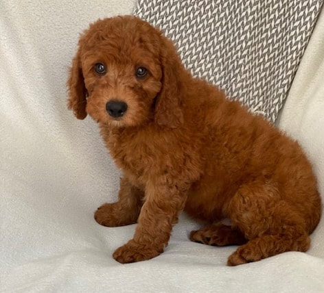 Red Mini Goldendoodle Puppy by River Valley Doodles in NY
